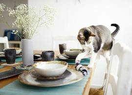 Gedragsspecialist onthult: hierom duwt je kat alles van tafel (en zo stop je het)
