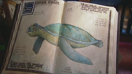 9. De Groene Zeeschildpad