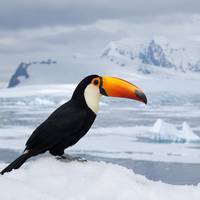 AI-slop vindt zijn weg naar databases voor vogelfoto’s, en dat heeft gevolgen voor de wetenschap