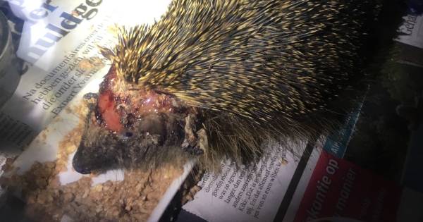 Gewonde egels in Haarlo door robotmaaiers: “Zet apparaat 's nachts uit” - Tubantia
