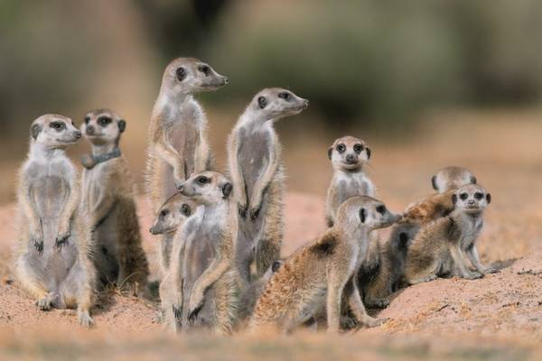 Het landgoed van de stokstaartjes: opkomst van de dynastie