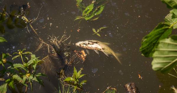 Vissen in Delden worden vanavond gered