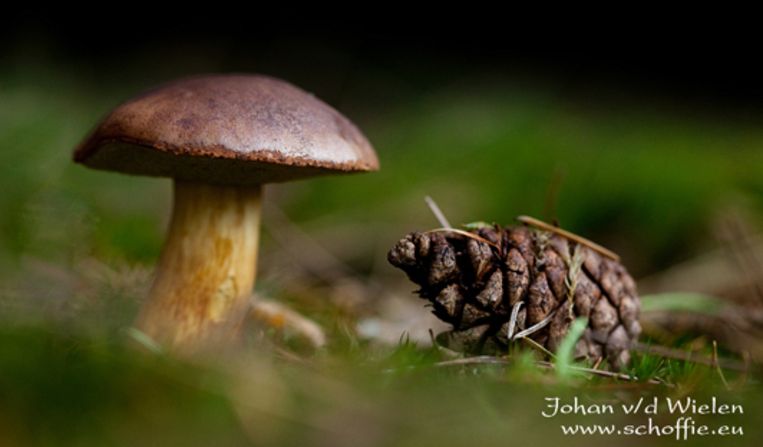 Verantwoord natuurgebruik Trouw