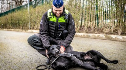 Als nederlander werken belgie