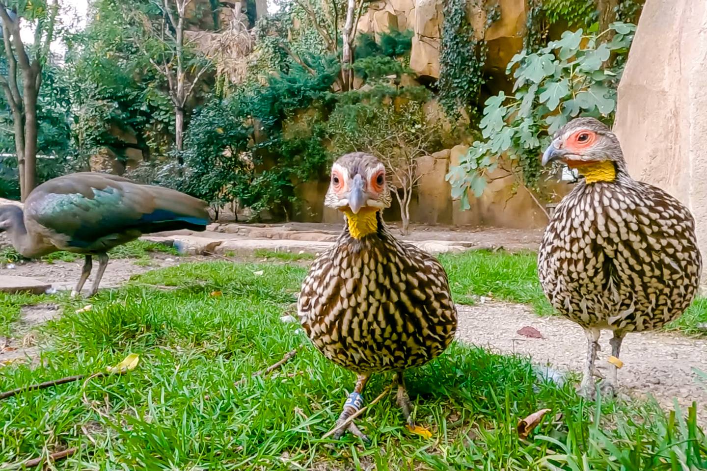 Het echte leven in de ZOO
