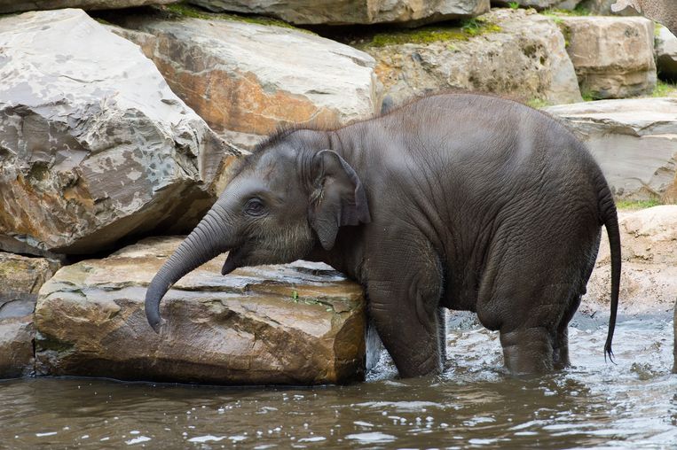 Picture of elephant
