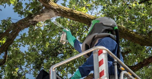 Eikenprocessierups: extra inspecties Vierdaagseroutes Cuijk, Grave en Gennep