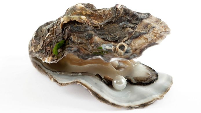 Nog Een Parel In Een Oester Binnenland Ad Nl