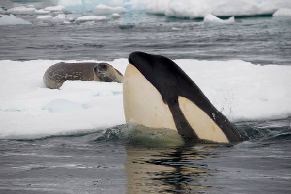 Expedition Killer Whale