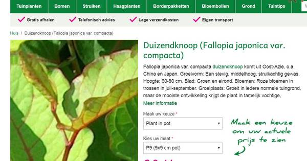 Exotische 'sloopplant' gewoon te koop bij tuincentrum