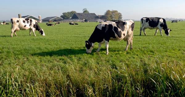 Drongelense boer krijgt hulp bij strijd tegen bureaucratie