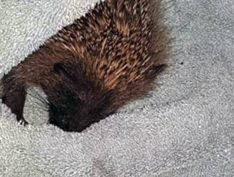 Een 'dode' egel gevonden? Begraaf het dier niet meteen | Dieren | hln.be