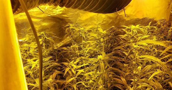 Hennepkwekerij met honderden planten geruimd in Heijningen | Moerdijk - BN DeStem