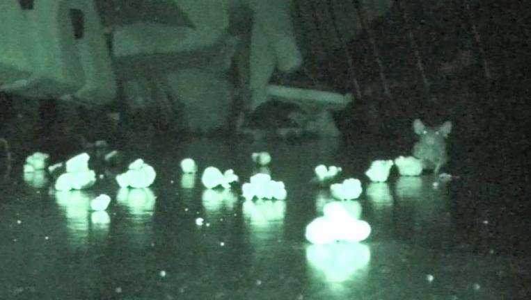 Still uit video-opname tijdens een film in Pathé de Munt. Beeld Het Parool