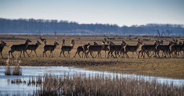 Doeg edelherten, hallo vogels: zo gaat Staatsbosbeheer de Oostvaardersplassen beheren - De Stentor