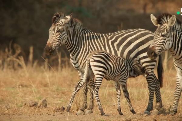 ZÃ¨bre, une vie haute en couleur