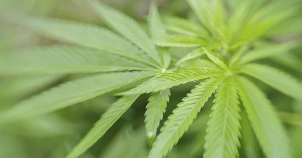 Burgemeester sluit opnieuw drugspand op Tholen