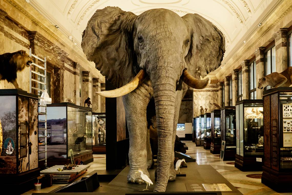 AfricaMuseum oogst opnieuw kritiek: ‘Zowel bij tentoonstellingen als in het bestuur geldt: controle blijft in witte handen’