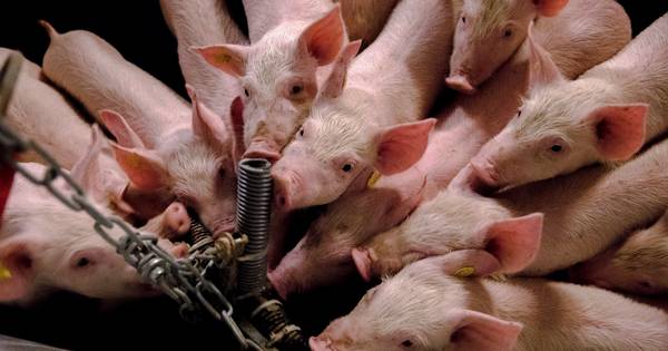 Varkenshouders 'zeer alert' op Afrikaanse varkenspest