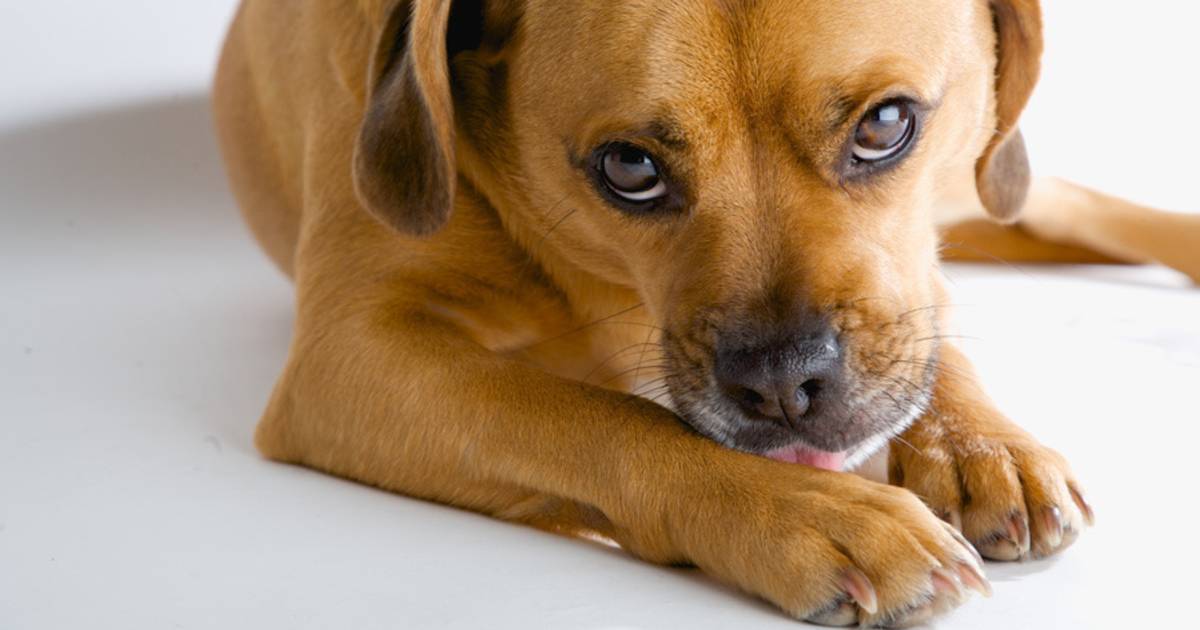 Meeroken Schaadt Hond En Kat Nog Meer Dan Mensen Gezond Ad Nl