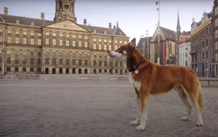 Geen hond in Amsterdam: een film van de stad in lockdown