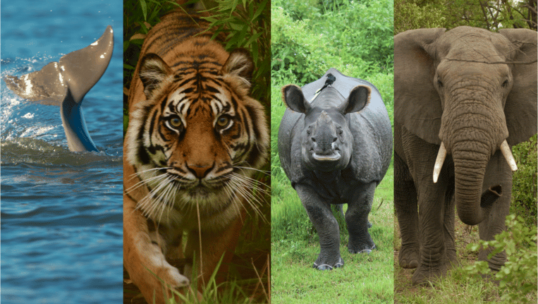 30 procent van Unesco-gebieden bedreigd door handel in wilde dier ...