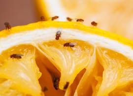 Last van fruitvliegjes? Zó lok je die beestjes in je zelfgemaakte val