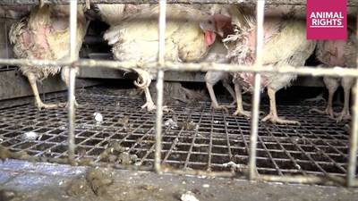 Animal Rights filmt schokkende situatie bij Belgisch eierbedrijf