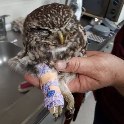 Gebroken pootje jonge steenuil gespalkt na aanrijding in Wehl