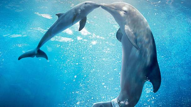 Dolphin Tale 2