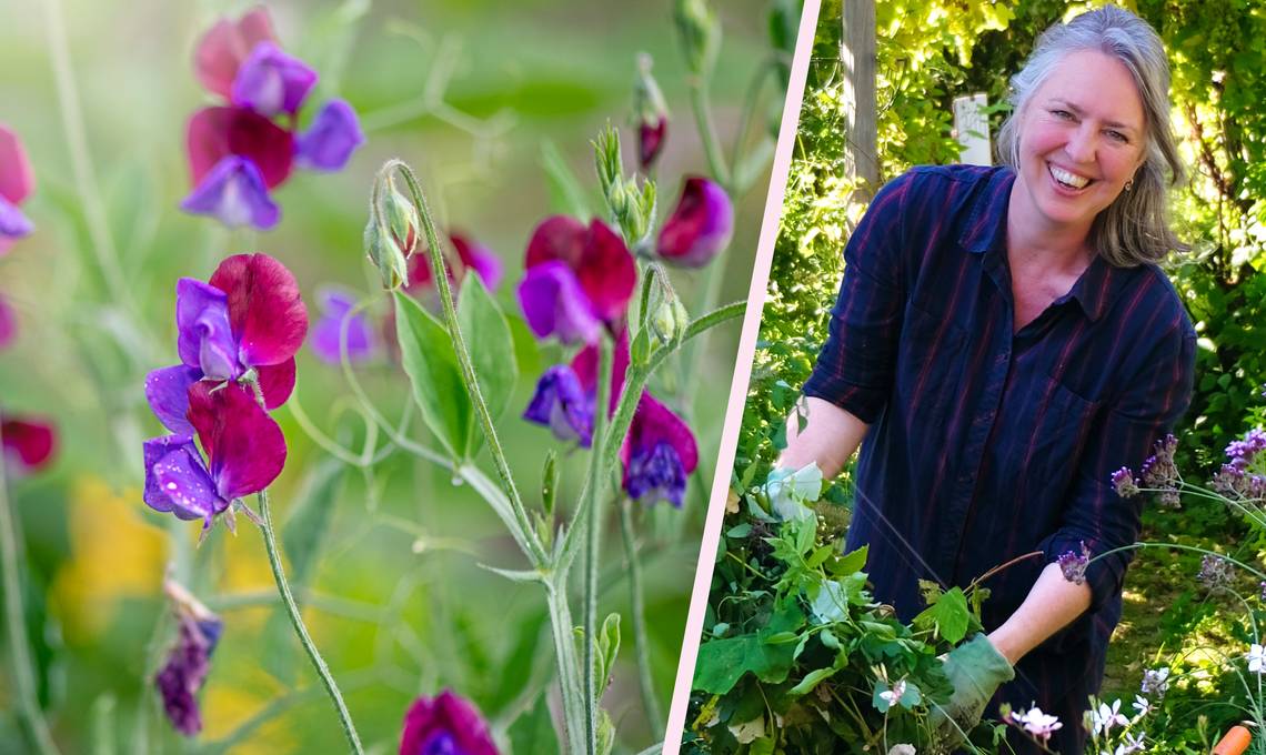Tips voor het opkweken, planten en verzorgen van lathyrus