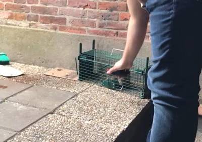 In brand gestoken rat leidt tot woedende reacties in Oldenzaal