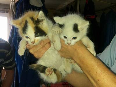 Gedumpte kittens en honden gered, dood konijn in plastic tas