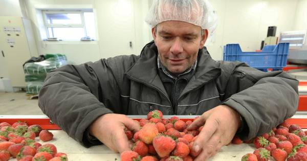 Fruitteler maakt zelf 21.000 pruimenboompjes - De Gelderlander