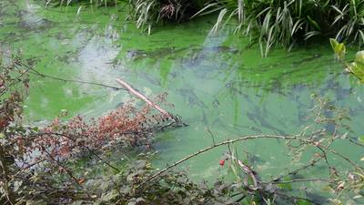 Negatief zwemadvies voor natuurbad bij Scholtenhof in Etten