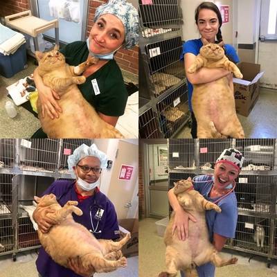 Enorme asielkat op zoek naar nieuwe vriend voor het leven