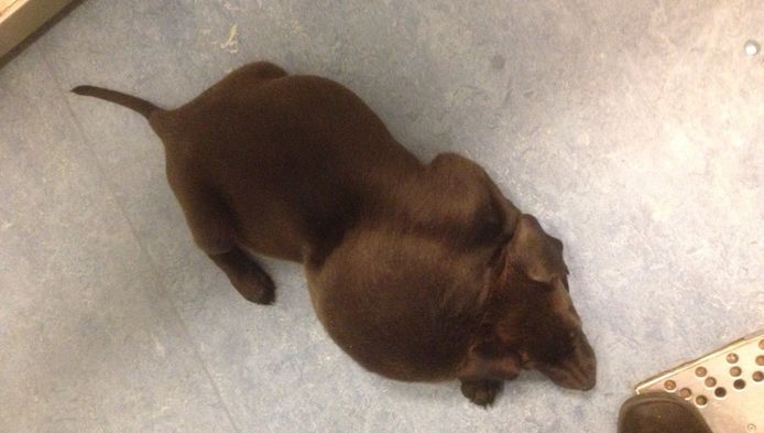 Dierenarts Verlost Gedumpte Puppy Van Enorme Bult In Nek Nieuws Ad Nl