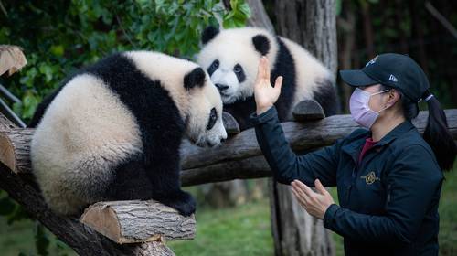 Zo ziet een bezoekje Pairi Daiza er vanaf maandag uit: overal handgel en op tijd doorschuiven bij de panda’s