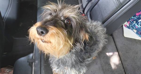 Politie bevrijdt hondje na een dag uit snikhete personenauto in Sambeek.