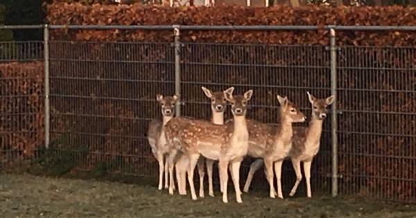 Vandalen laten herten ontsnappen uit kamp in Rijswijk: 'Het zijn schuwe dieren'