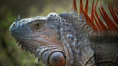 Florida gaat 'groene plaag' te lijf: Leguanenjagers slaan schedels in