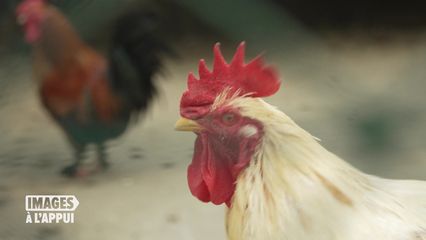 37. Animaux squelettiques