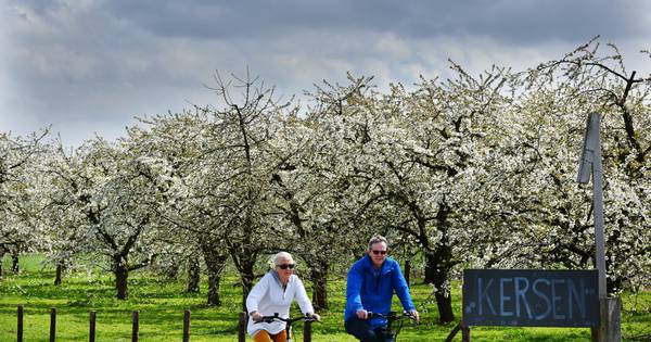 De Betuwe staat weer in bloei