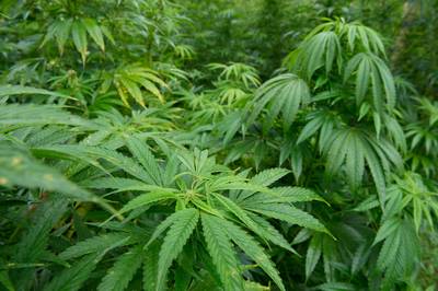 Overbetuwe wil geen wiet kweken voor Arnhem en Nijmegen