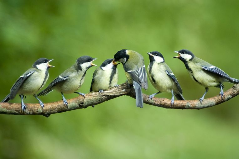 Kleine Koolmeesjes Grootbrengen Met De Hand Valt Nog Niet Mee Trouw