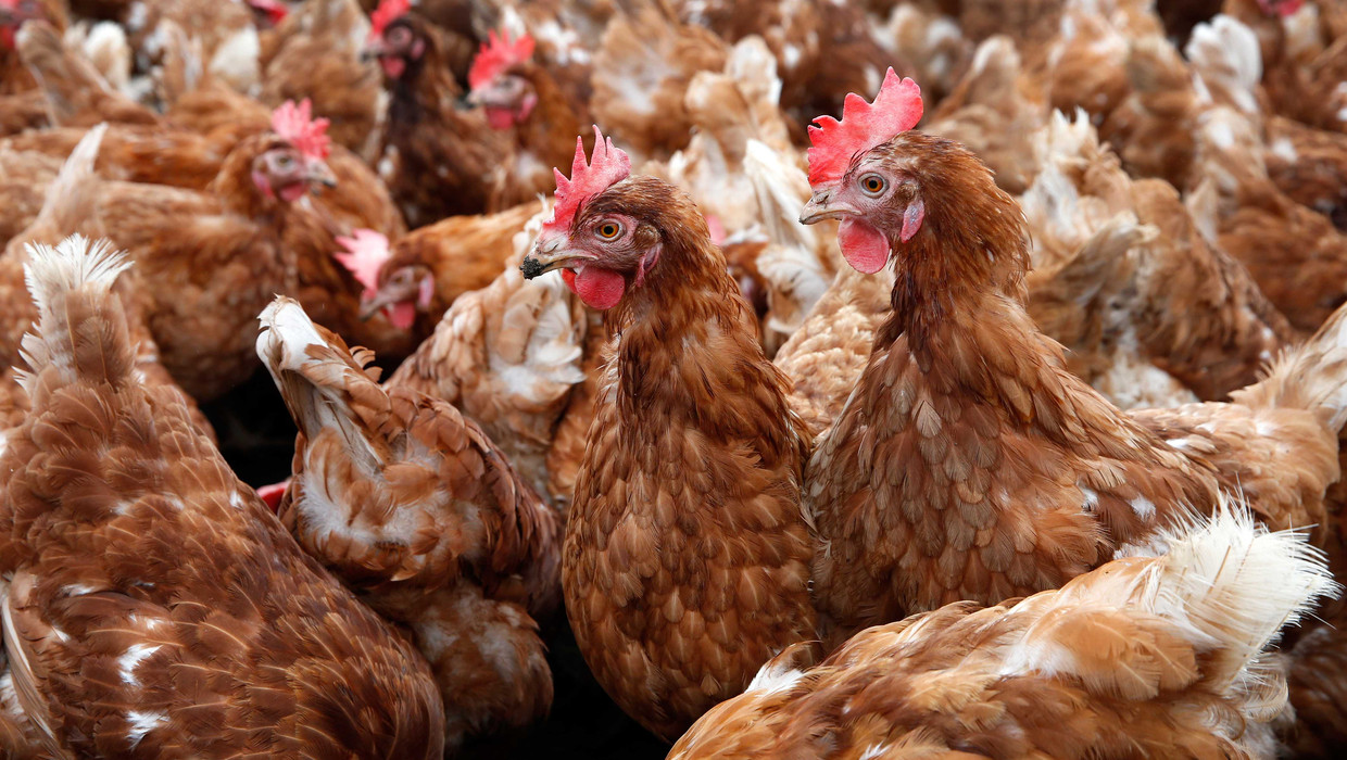Ophokplicht Voor Pluimvee En Vogels Maar Particulieren Worden Niet Gecontroleerd De Morgen