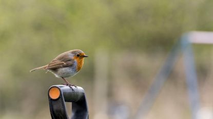 Natuurpunt rekent op u om dit weekend de vogels in uw tuin te tellen