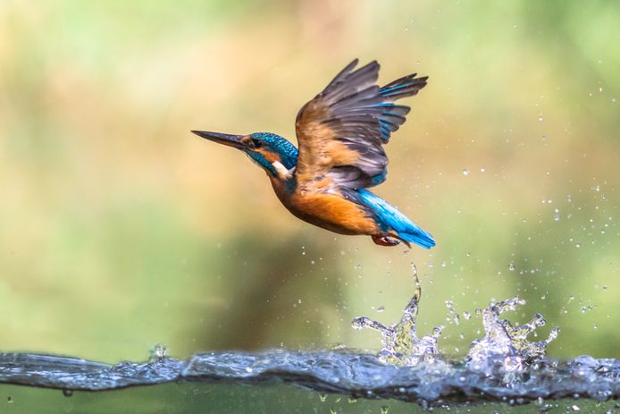 De ijsvogel. Gemeente Gouda en de provincie Zuid-Holland zien graag dat de vogelnestelt in het Steinse Groen.