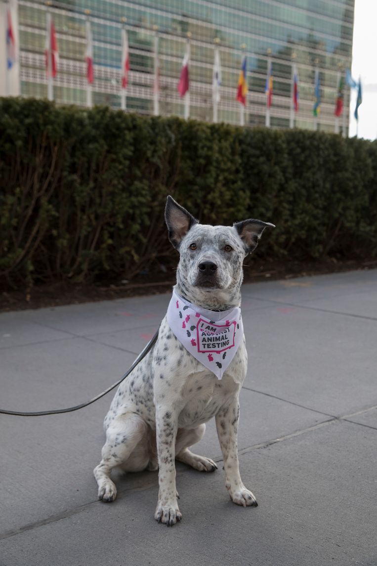 Een hond zit voor het hoofdkwartier van de Verenigde Naties als deel van een demonstratie tegen dierproeven en vivisectie. De foto werd eind vorige maand genomen.