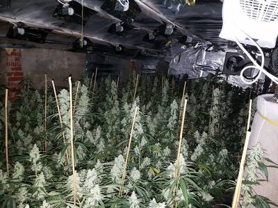 Grote wietplantage opgerold bij Winterswijk, verdachte opgepakt